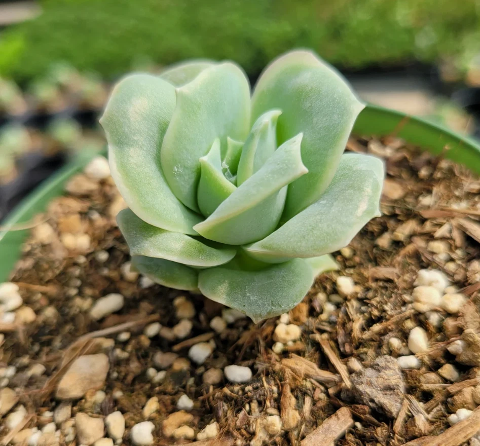 Graptoveria ‘Lovely Rose’ Succulent Live Plant – 2 Inch Potted Rosette Succulent for Home Garden Decor