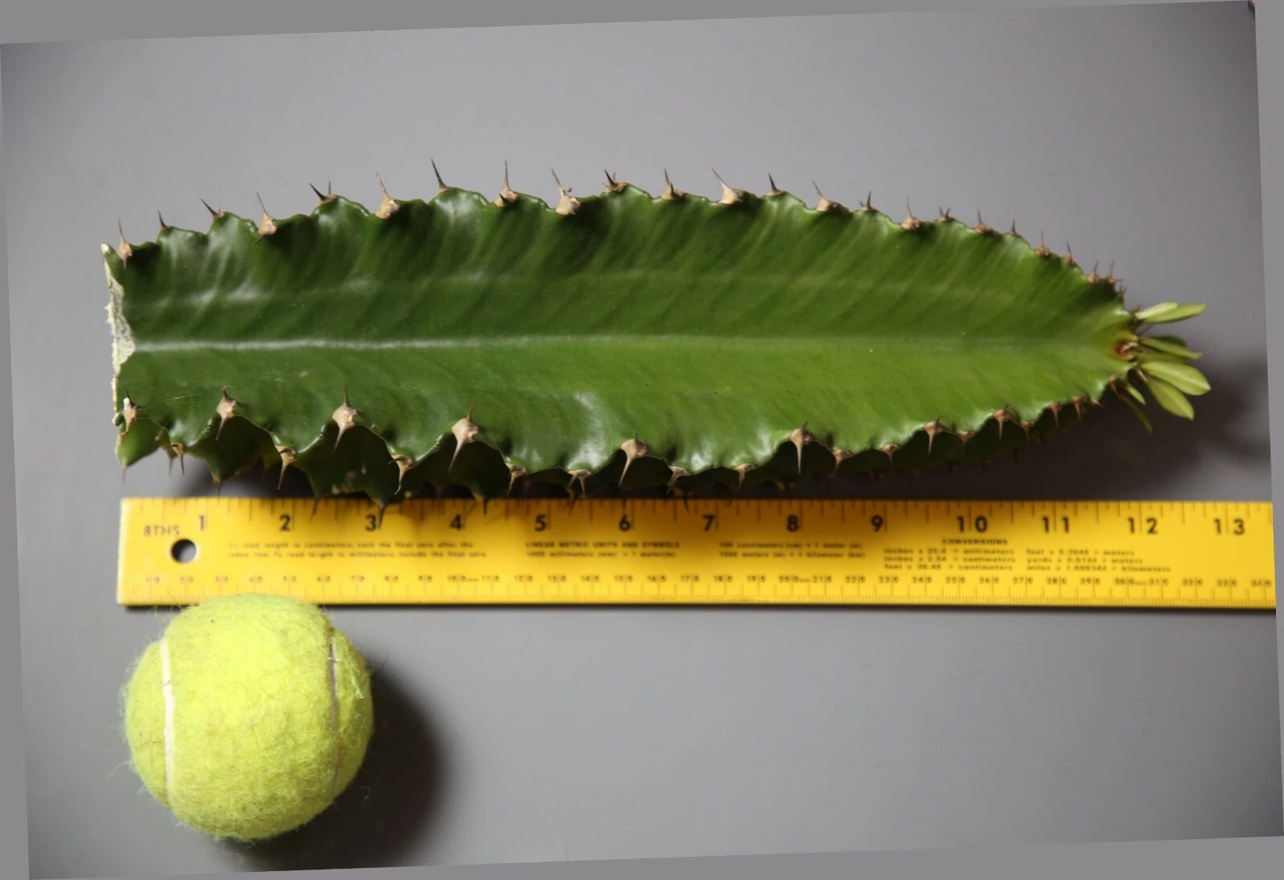 Euphorbia ingens Cutting – 1 ft Live Stem for Rooting – Candelabra Tree Succulent