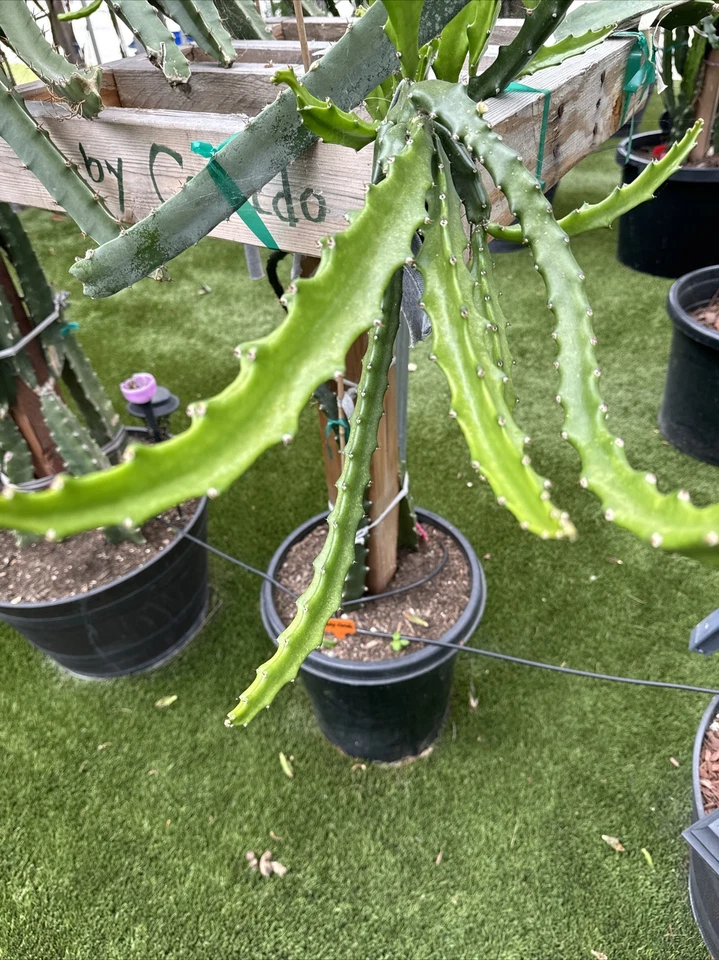 Baby Cerado Dragon Fruit Cutting – 8–12 Inch Unrooted Pitaya Stem, Tropical Cactus for Planting