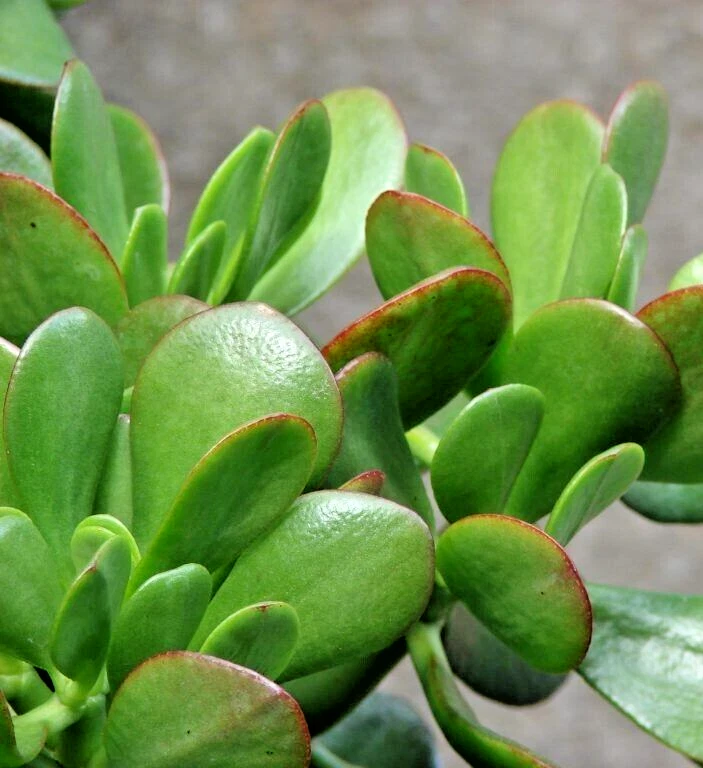 Green Jade Plant Cuttings for Planting – 3 Unrooted Crassula Ovata Succulent Stems, 4 Inch Live Cuttings