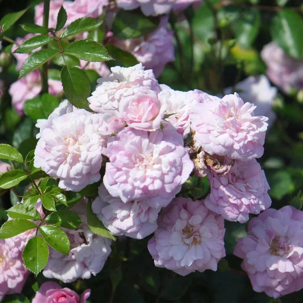 ‘Rural England’ Climbing Rose – 6 Fresh Unrooted Cuttings | Climbing Rose Propagation Wood for Garden Growing