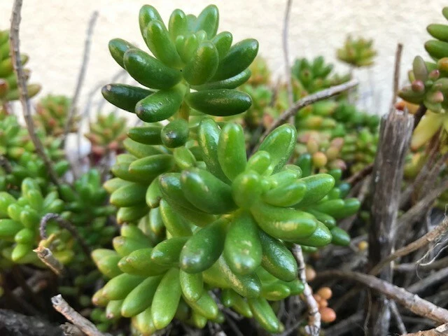 Jelly Bean Sedum Plant – Sedum rubrotinctum Succulent – Live Starter for Pots and Gardens