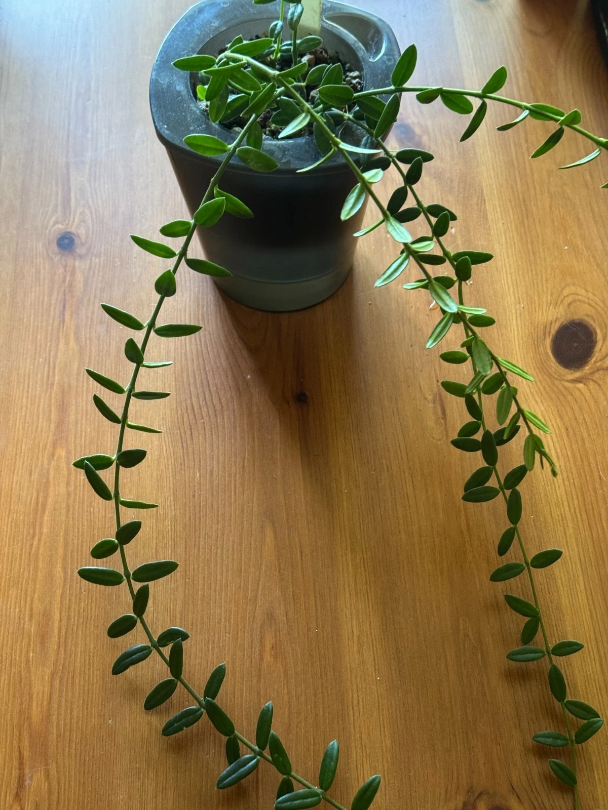 Hoya engleriana Cutting – 4-Node Starter Vine, Rare Miniature Hoya, Easy-Rooting Wax Plant for Indoor Collectors