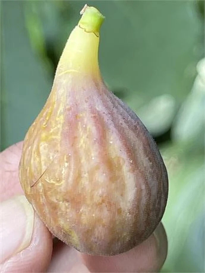 Celeste Fig Cutting – Ficus carica Fruit Tree Cutting, Unrooted Fig with 3+ Nodes, Over 8 Inches Long