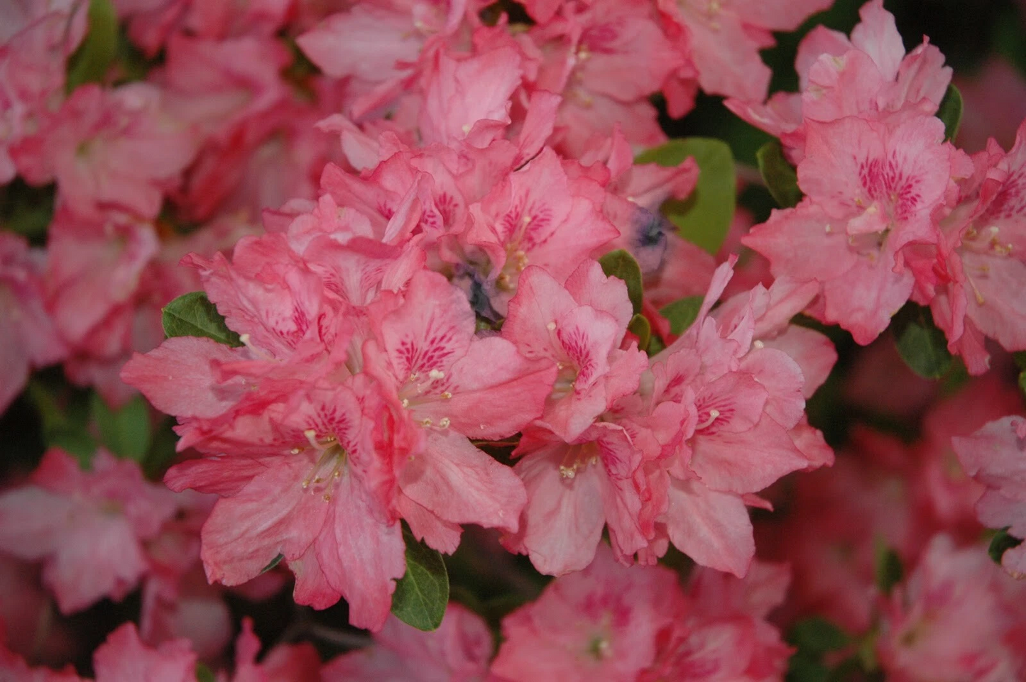 Hampton Beauty Azalea Starter Plant – Rhododendron Deciduous Heavy Bloomer