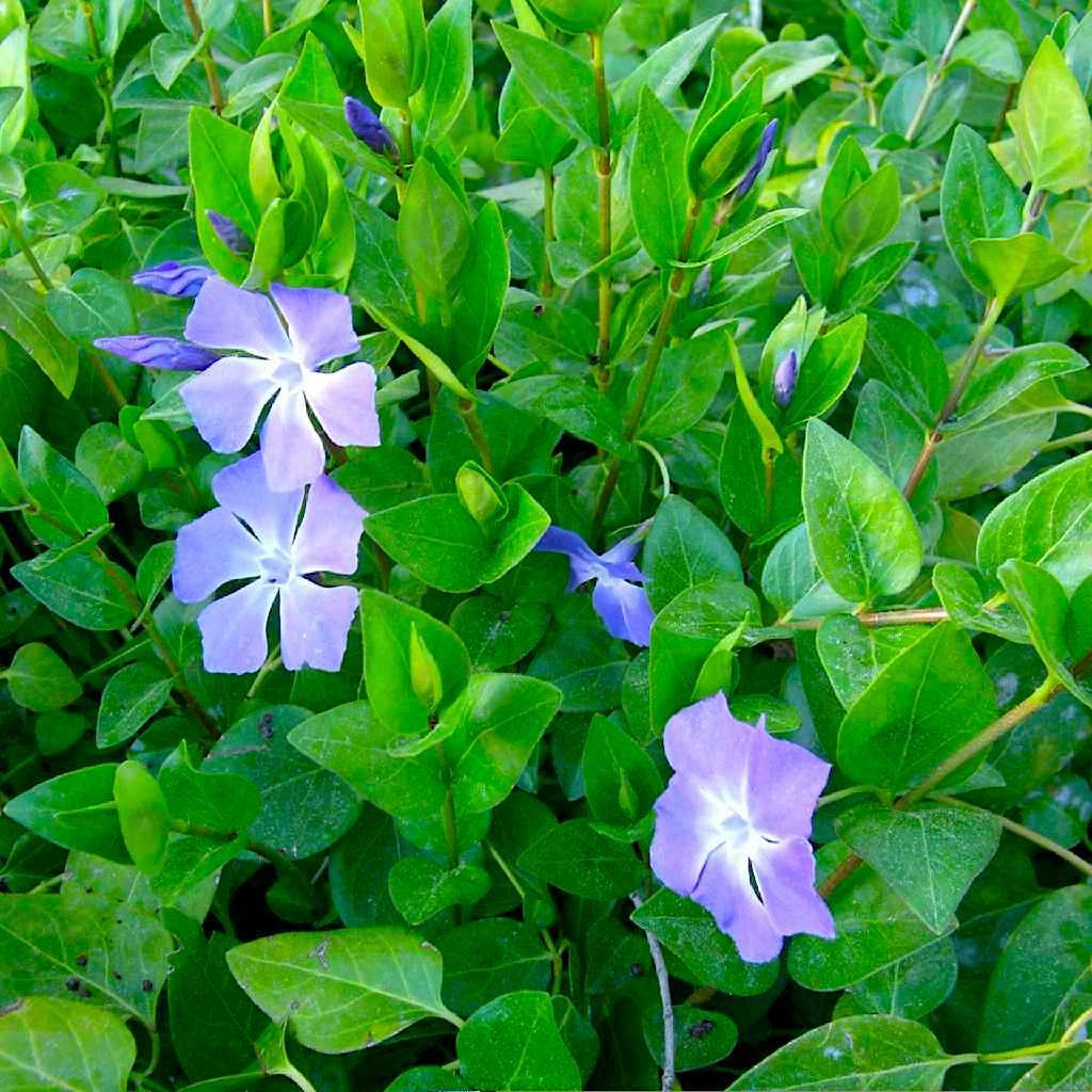 Vinca Major Periwinkle Cuttings – 10 Live Unrooted Cuttings 5–10 Inches Long, Purple Flower Groundcover