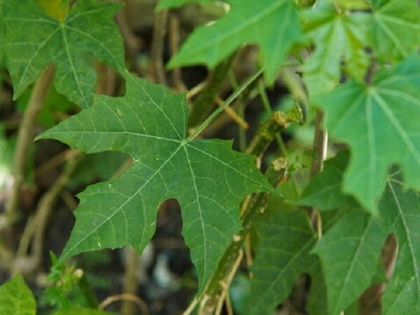 Chaya Tree Spinach Cuttings – 8 to 10 inch Stems – 8 Organically Grown Cnidoscolus aconitifolius Cuttings for Planting