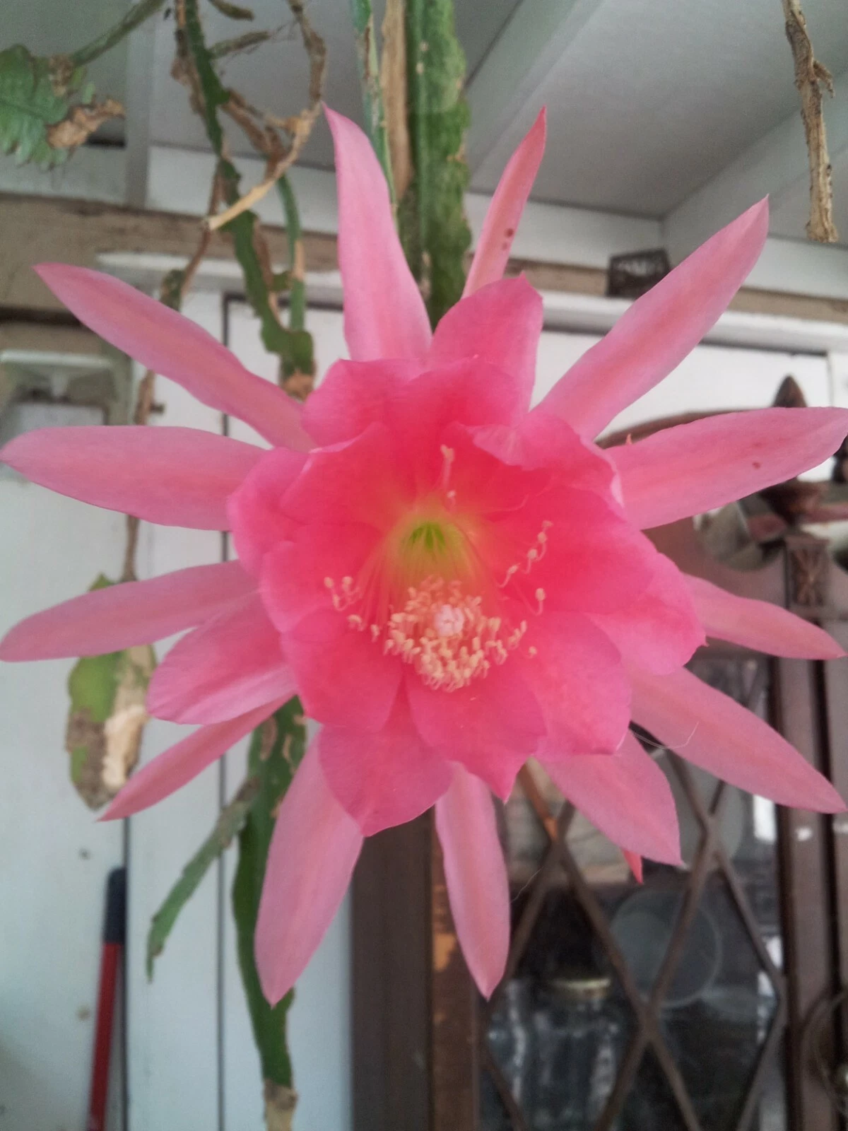 Padre Pink Epiphyllum Orchid Cactus Cutting for Planting – 6–8 Inch Unrooted Epiphyllum Stem