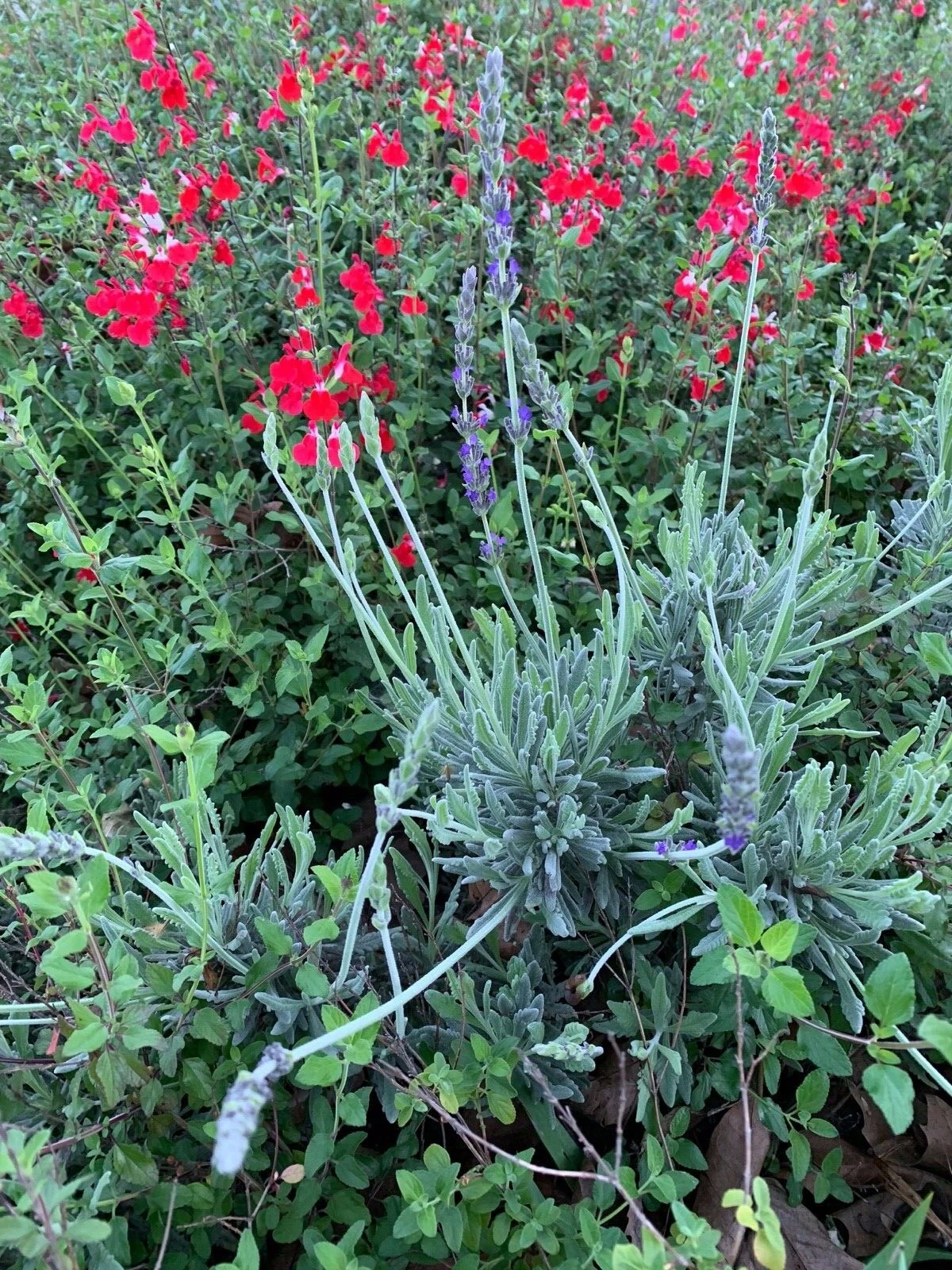 Lavender & Red Autumn Sage Cuttings – 2 Live Butterfly Bush Combo, Organic Garden Starter Plants for Pollinators & Borders