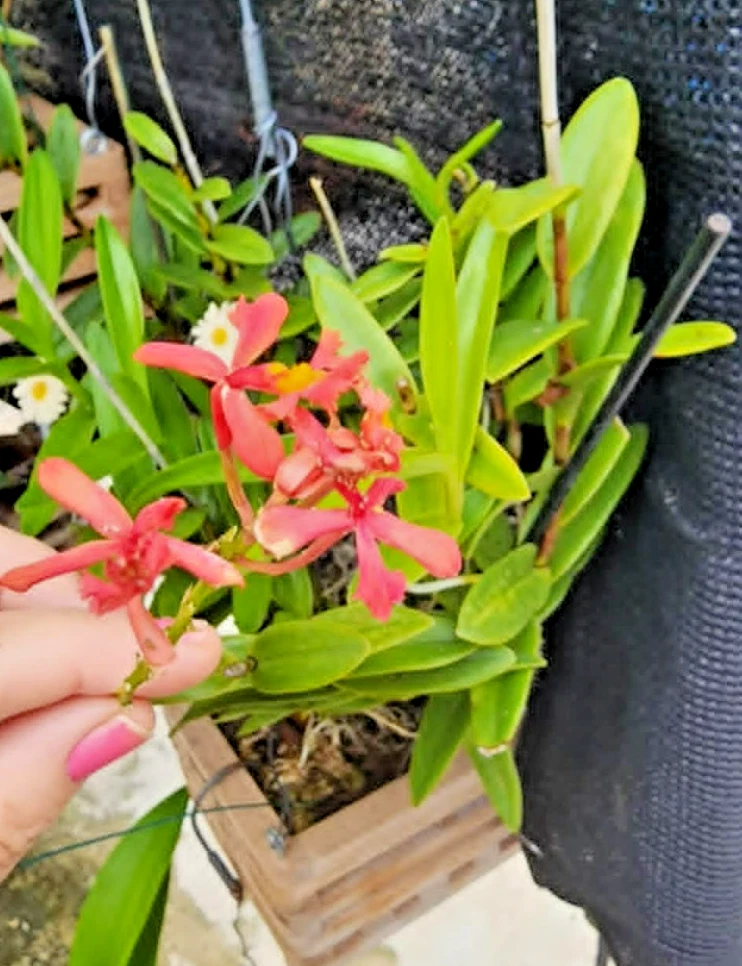 Epidendrum radicans Orchid – 1 Pink Rooted Cutting, Full-Sun Reed Stem Orchid Starter Plant for Outdoor or Patio Growing