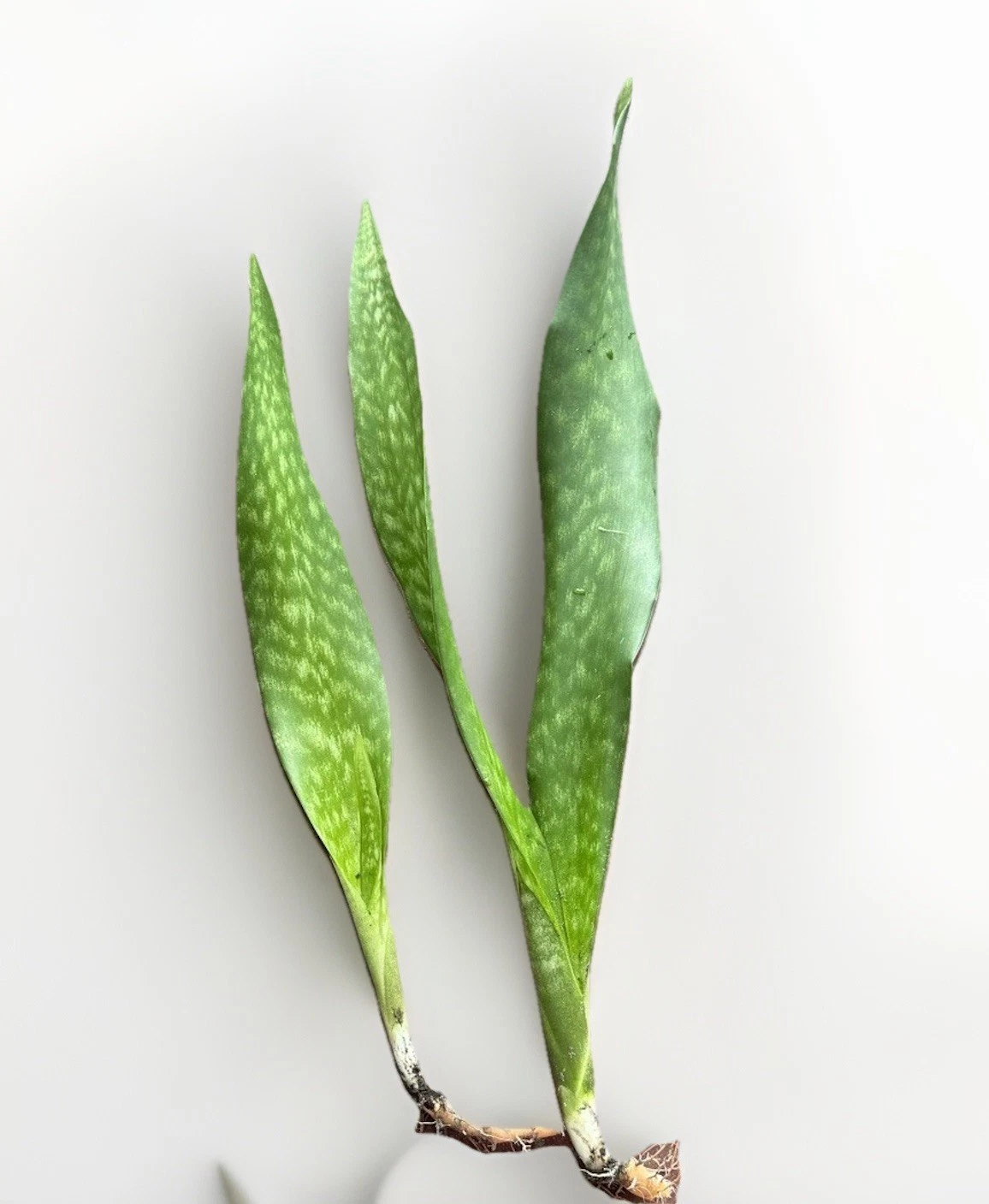 Snake Plant Rooted Set – Sansevieria Dracaena Trifasciata Starter Plants – Ready to Pot Live Rooted Set