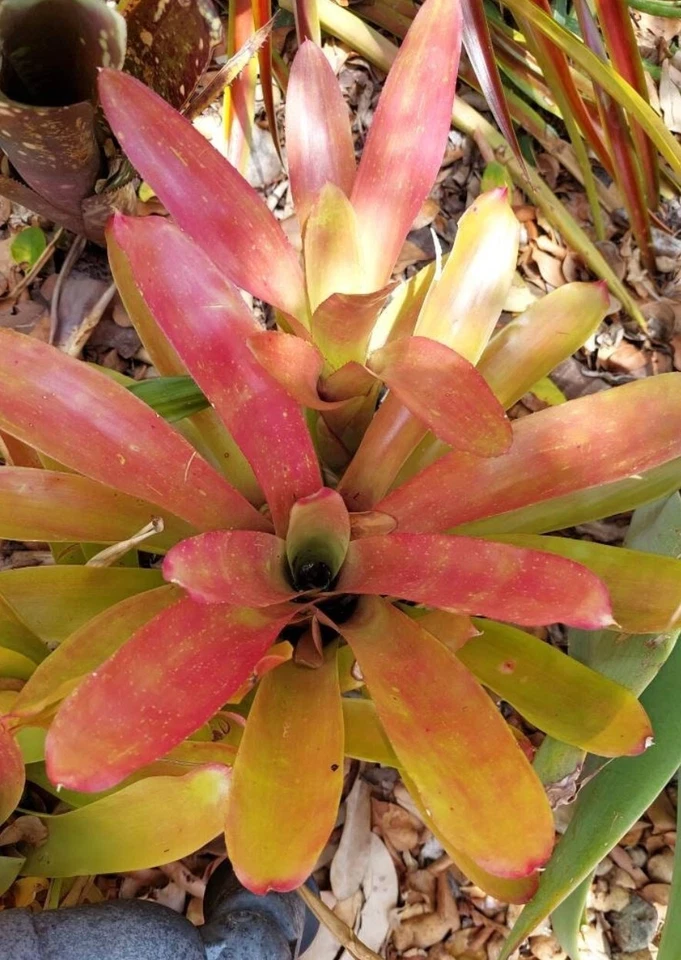 Neoregelia ‘Super Fireball’ – Live Bromeliad Plant, Compact Red Exotic Sun-Loving Variety for Pots & Tropical Gardens
