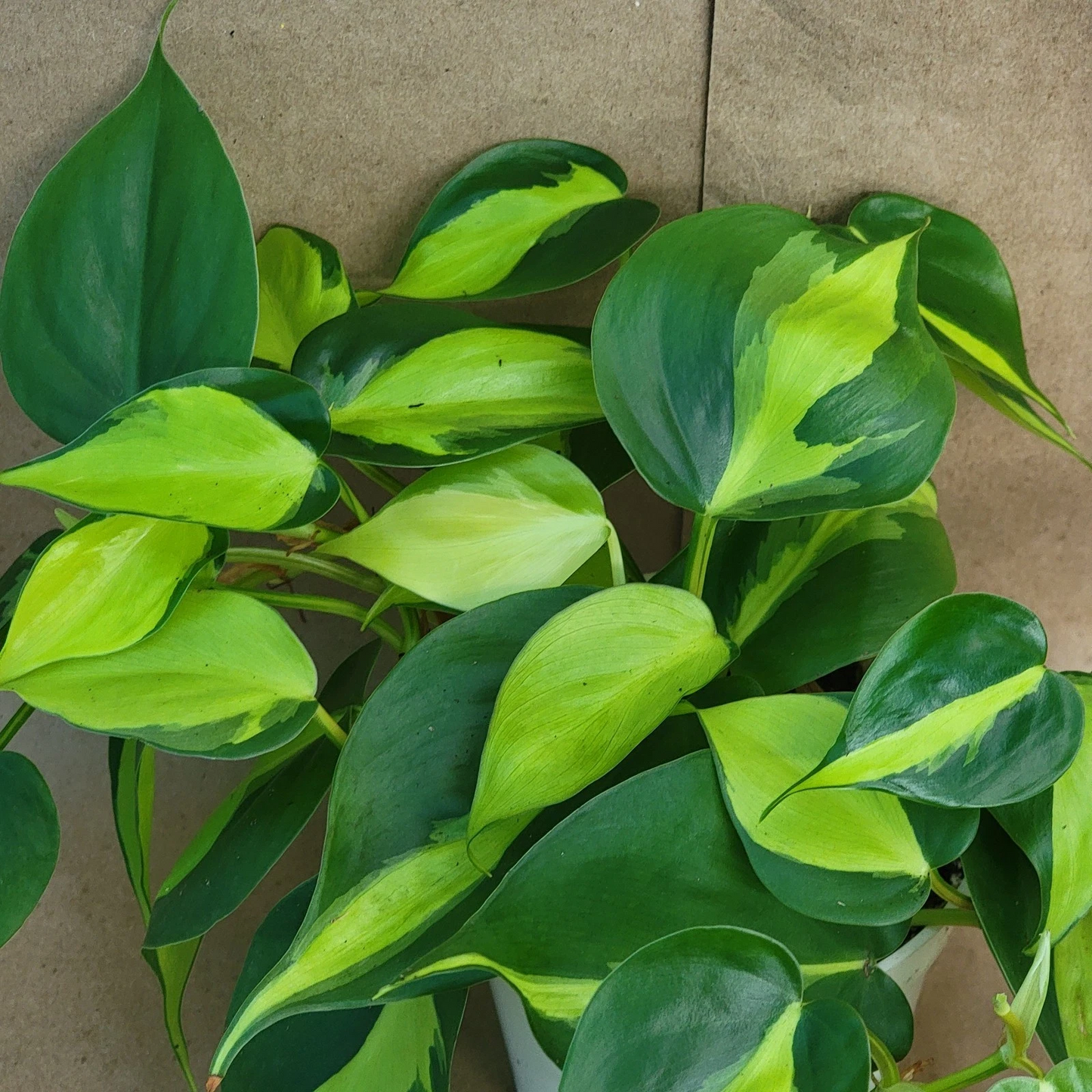 Philodendron Brasil – Live 3” Variegated Philodendron hederaceum, Easy-Care Indoor Vine for Pots, Shelves & Hanging Planters