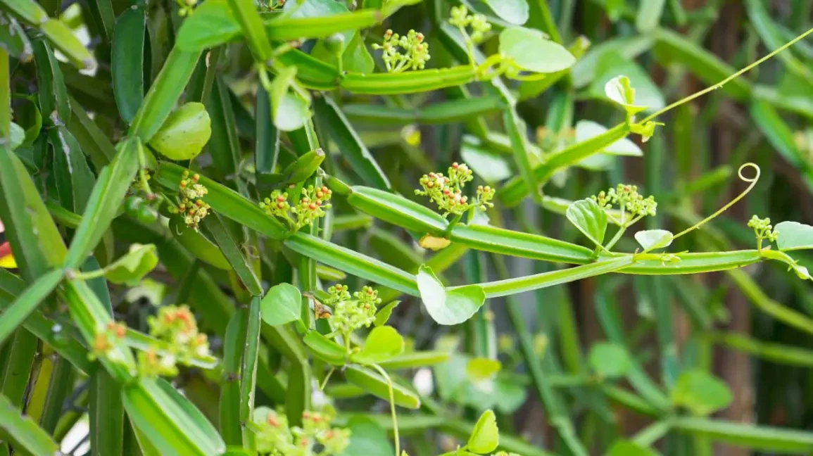 Cissus quadrangularis Cutting – 12 Inch Veldt Grape Vine, 1 ft Stem Starter Plant, Easy-Growing Succulent Climber