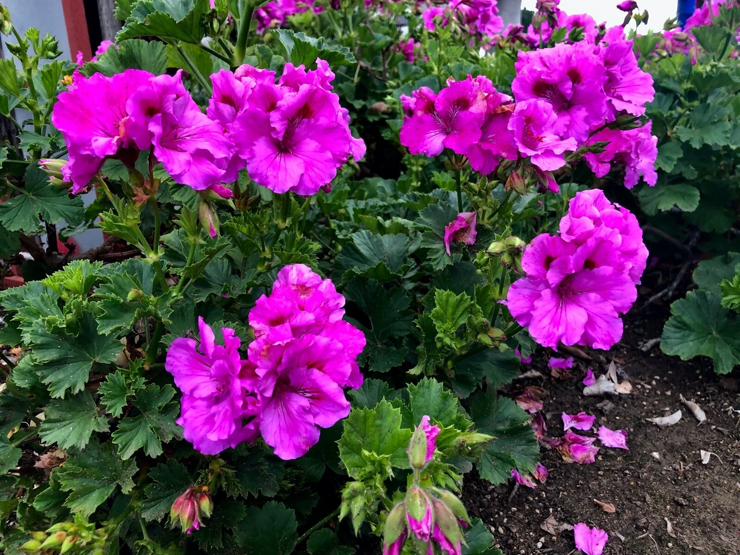 Purple Pelargonium Regal Geranium Cutting – 6–8" Live Fancy Geranium Stem for Propagation and Garden Containers