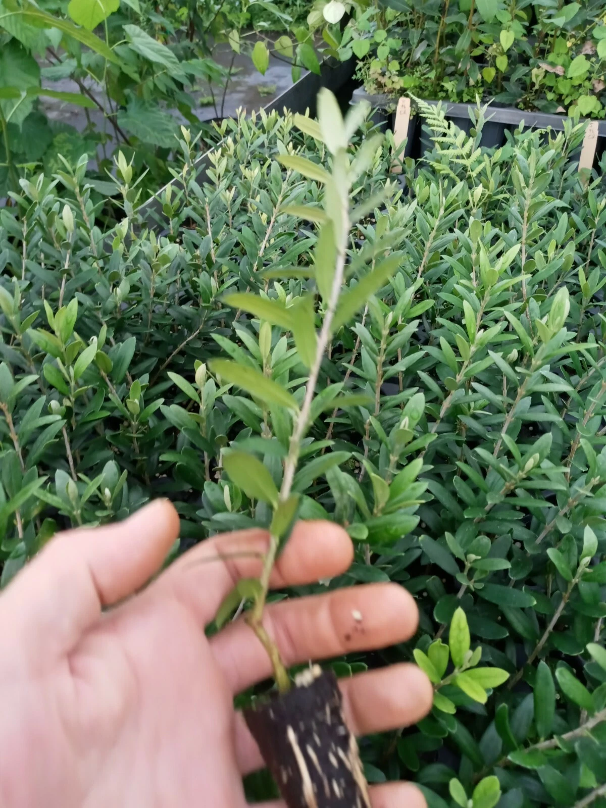 Arbequina Olive Tree – 1 Live Starter Plant | Olea europaea Young Tree | Easy-Grow Indoor or Outdoor Fruit Variety