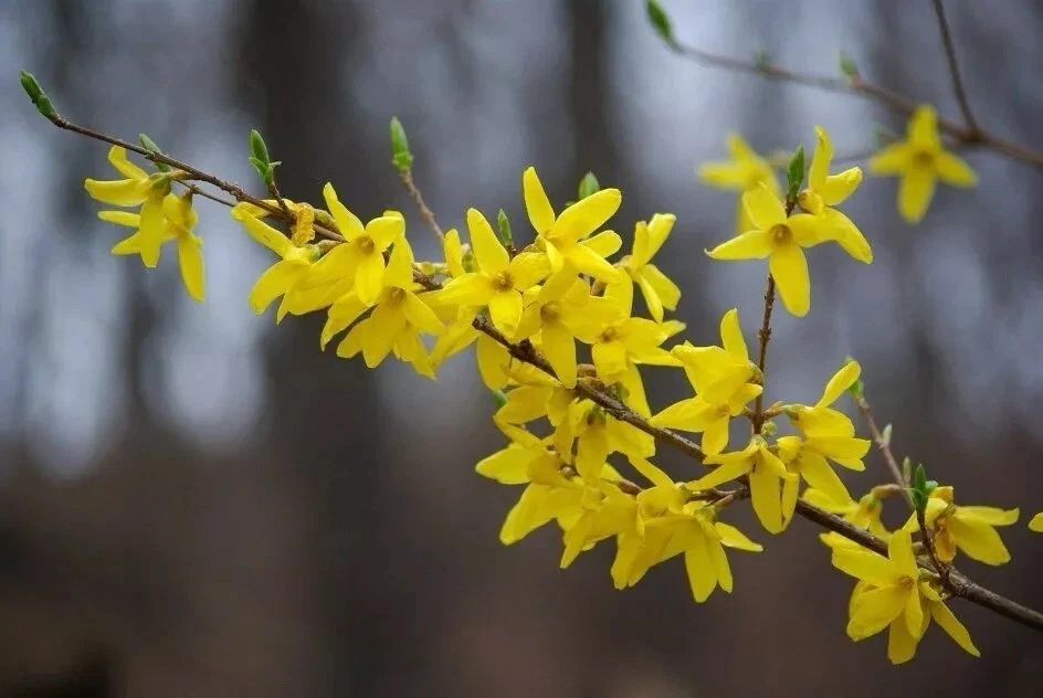 12 Forsythia Cuttings – Fresh 6–8 Inch Unrooted Stems – Flowering Shrub Propagation Cuttings