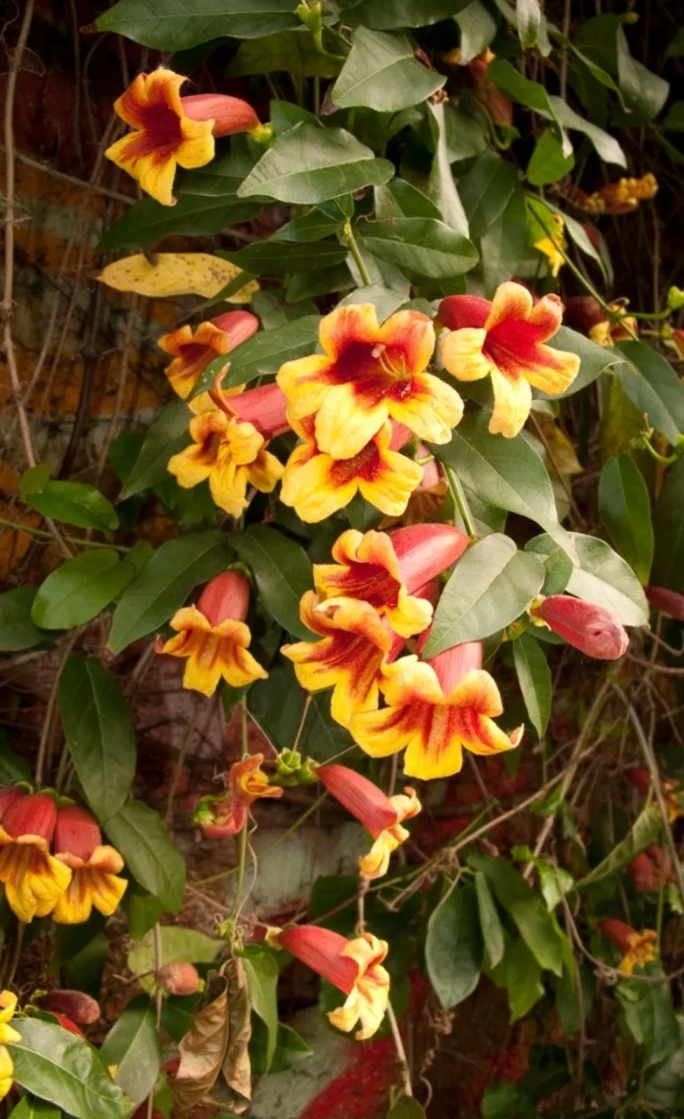 Crossvine Flowering Vine Cuttings – 12 Unrooted Pieces – Bignonia capreolata Starter