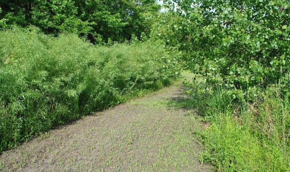 100 Austree Hybrid Willow Cuttings – Fast-Growing Salix Privacy Hedge Starter Stems for Propagation & Windbreaks