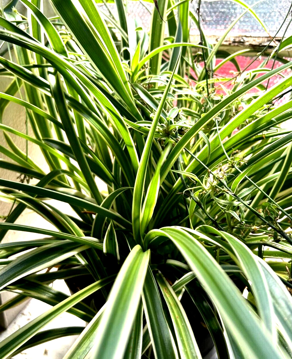 Reverse Spider Plant Cuttings – 3 Live Chlorophytum comosum Reverse-Pattern Variegated Cuttings, Root-Ready Indoor Plant Starters