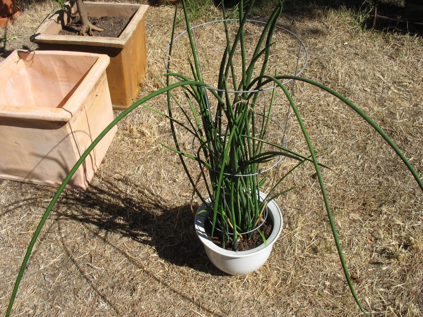 Sansevieria Lancia Cuttings – Rare Snake Plant, 3 Rooted Pieces for Easy Propagation & Indoor Houseplant Growing