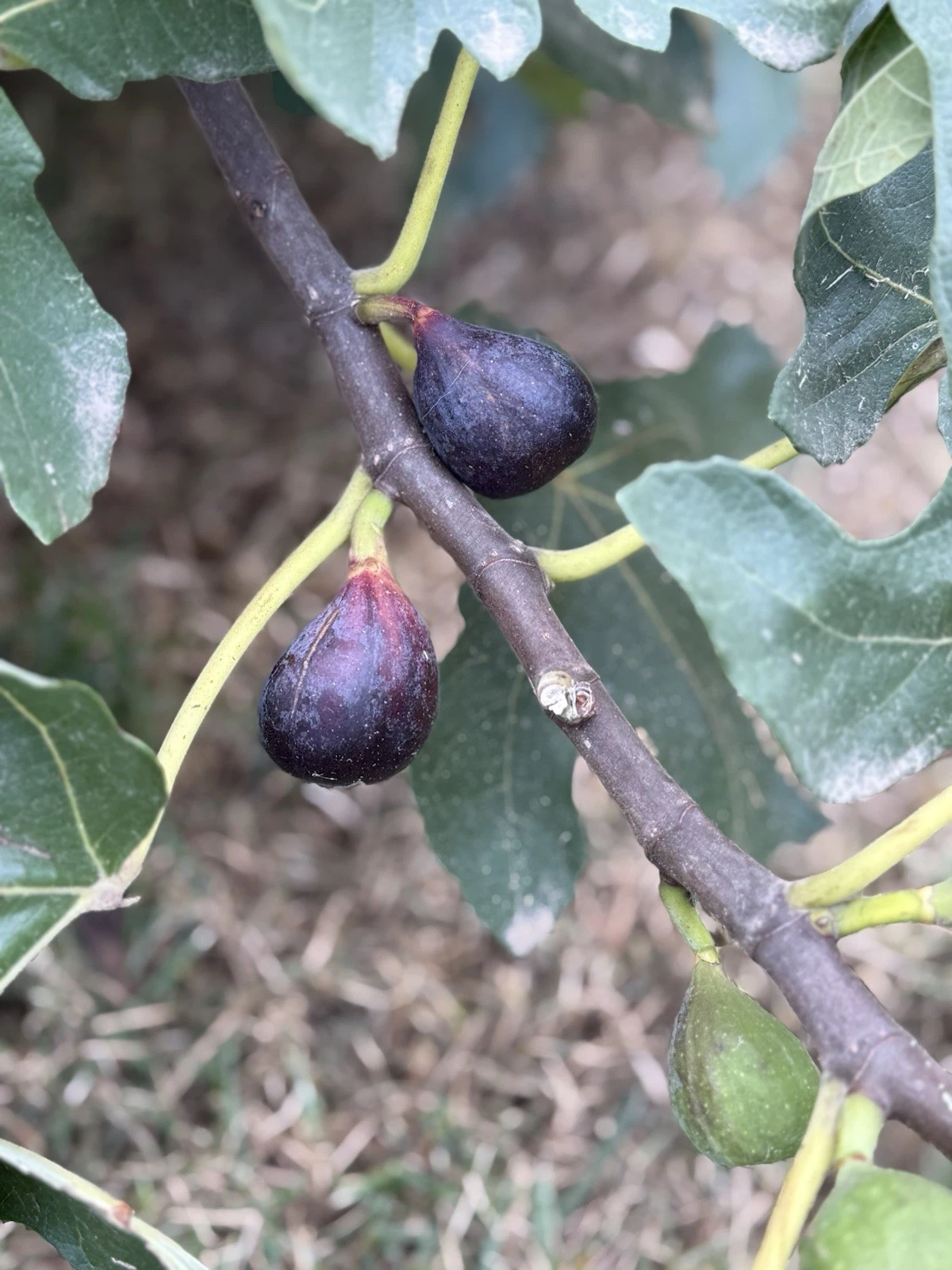 LSU Purple Fig Cutting – Fresh 6–10" Hardwood Cutting, Productive Fruit Variety for Home Gardens & Easy Propagation