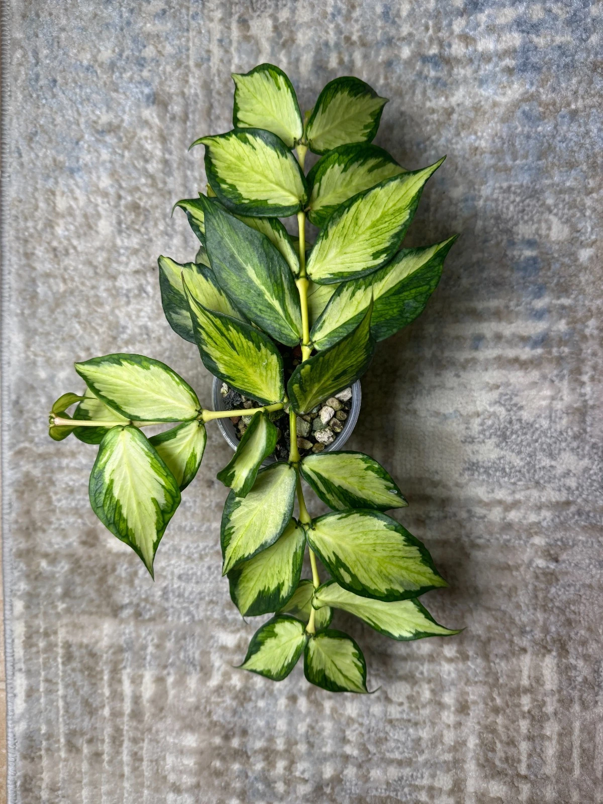 Hoya polyneura Inner Variegated – 1 Node Cutting, Rare Mermaid Tail Hoya, Live Variegated Starter for Rooting & Growing