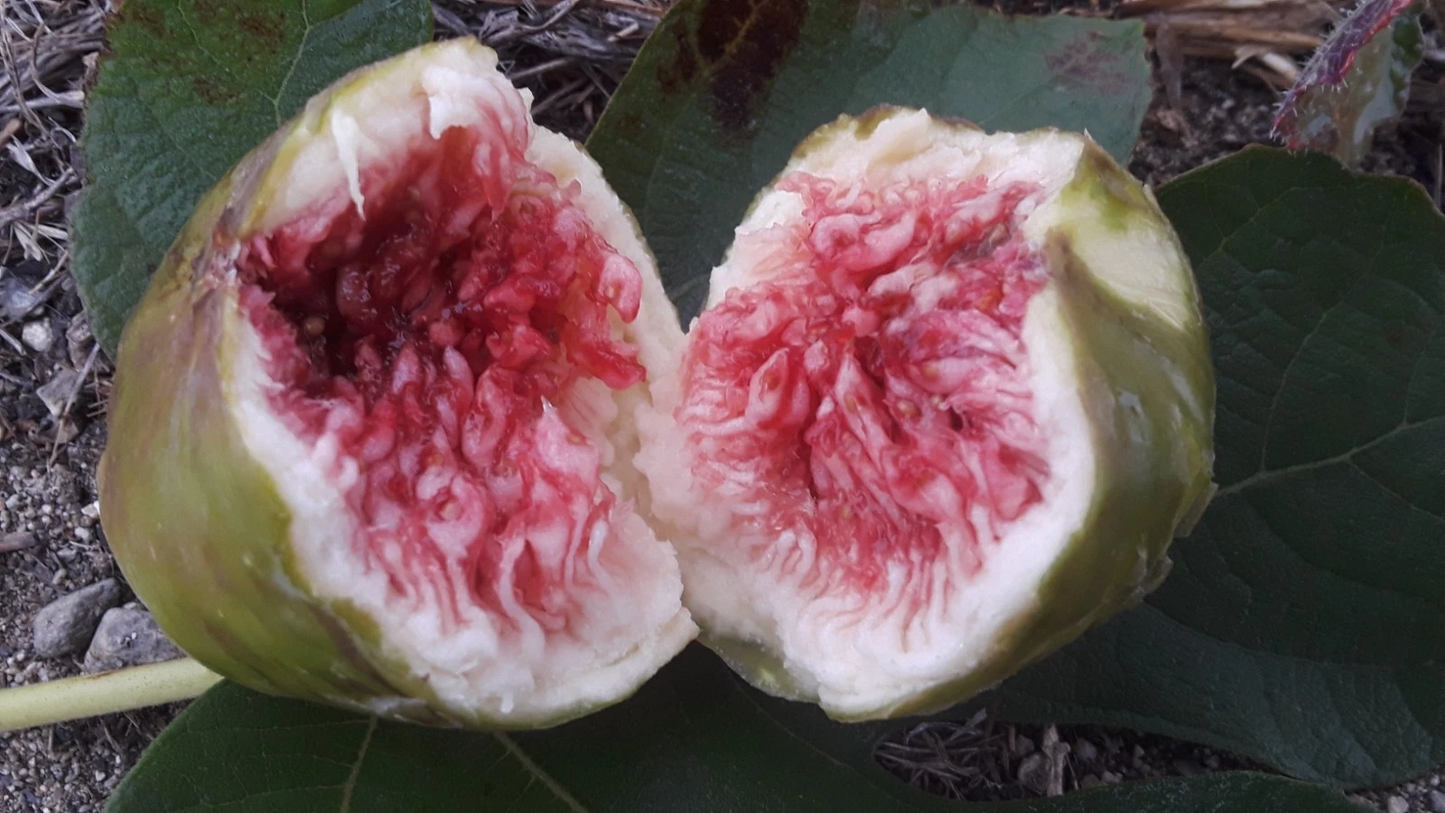 White Adriatic Fig Cuttings – 5 Fresh Ficus carica Stems for Rooting | Sweet Fruit Variety | Easy Growing Fig Tree Starts