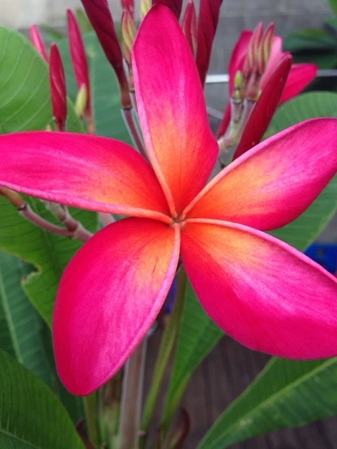 Kaneohe Sunset Plumeria Cutting – 12–14" Frangipani Stem with 1 Tip | Tropical Flower Starter for Rooting