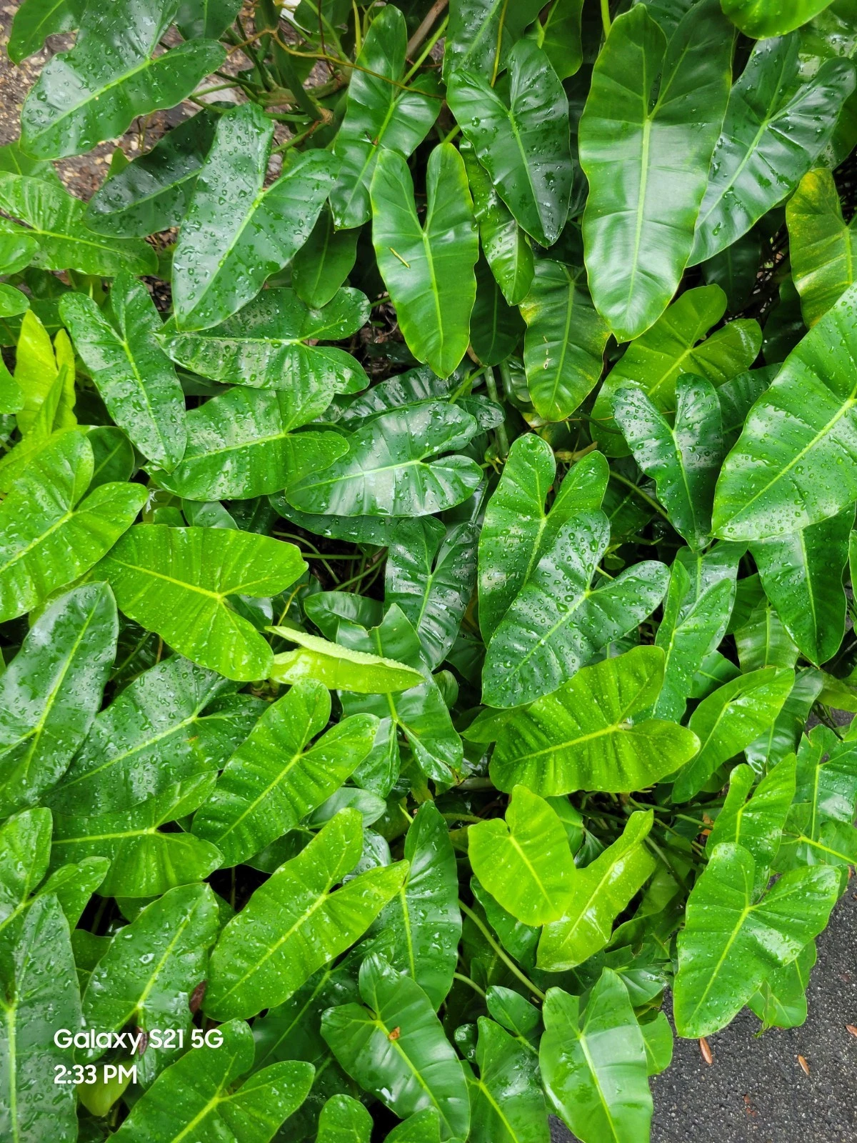Philodendron Burle Marx Cuttings – Fresh Tropical Aroid Stem Cuttings for Indoor Growing & Easy Propagation