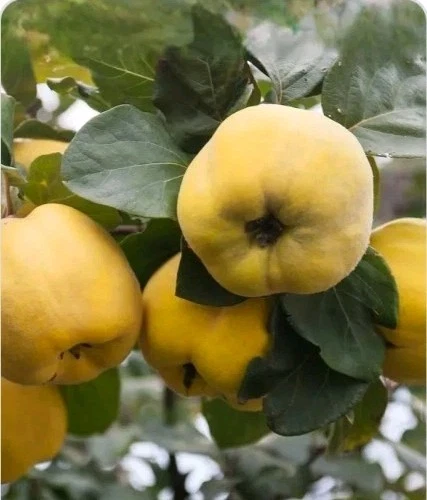 Quince Cutting Cydonia Oblonga 6–8 Inch Unrooted Cutting For Rooting Or Grafting