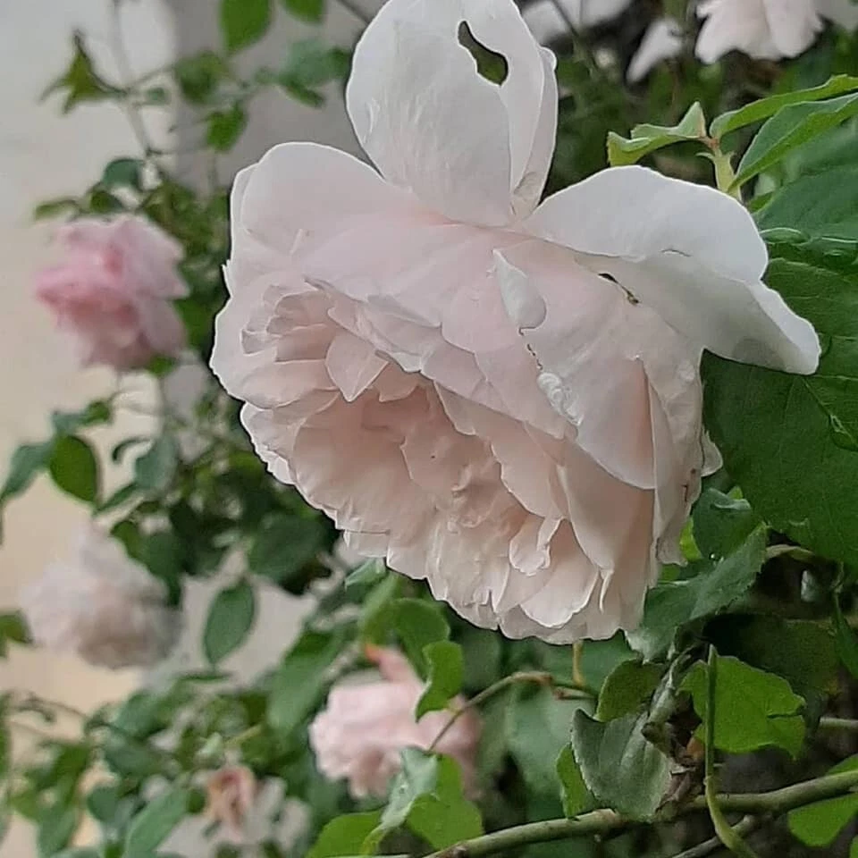 Madame Alfred Carriere Climbing Rose Cuttings – 8 Live Unrooted Rose Cuttings for Rooting or Grafting, Garden Vine