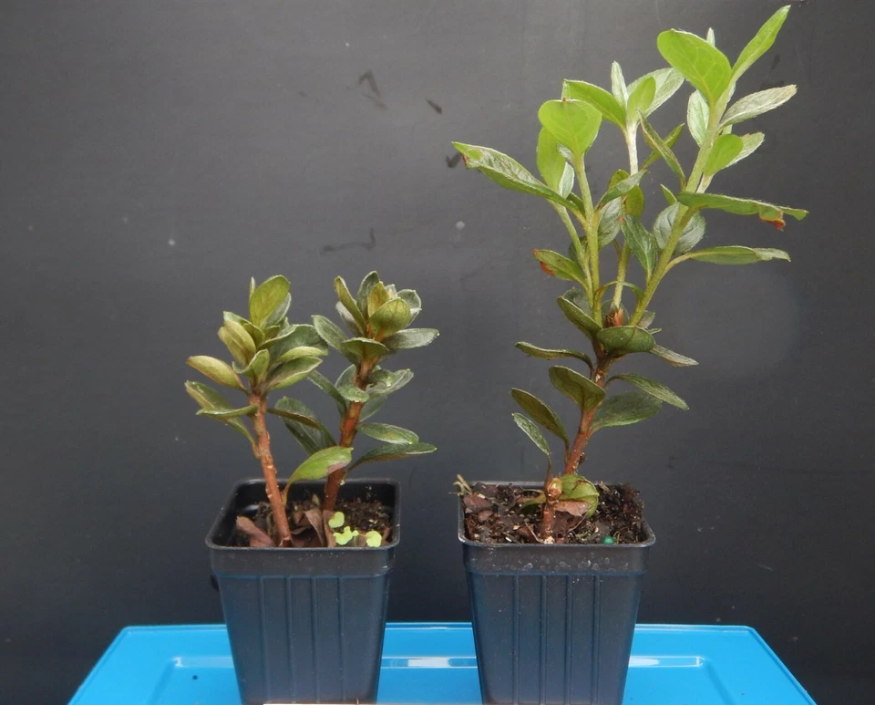 Encore Autumn Kiss Azalea Starter Plant – Well Rooted Deciduous Rhododendron, Live Flowering Shrub for Garden Planting
