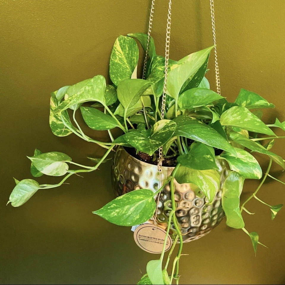 Golden and Global Green Pothos Cuttings, 2 Unrooted 8 Inch Indoor Vine Houseplants