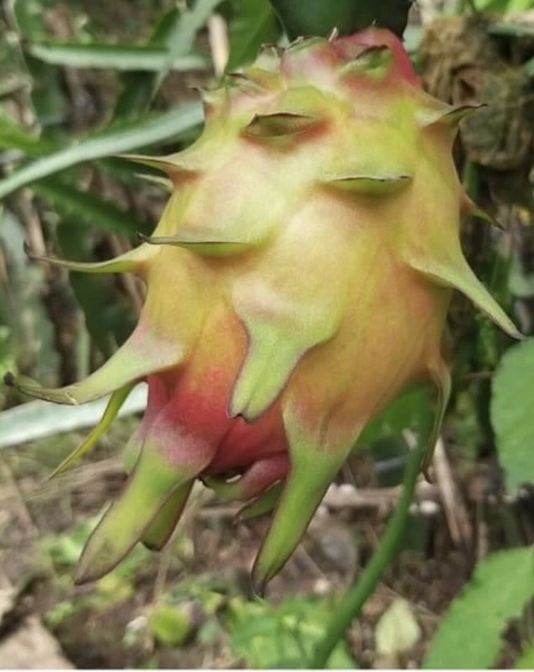 Dragon Fruit Cuttings – 12 Fresh Pitaya Cuttings 8–14 Inches Long, Selenicereus undatus for Planting