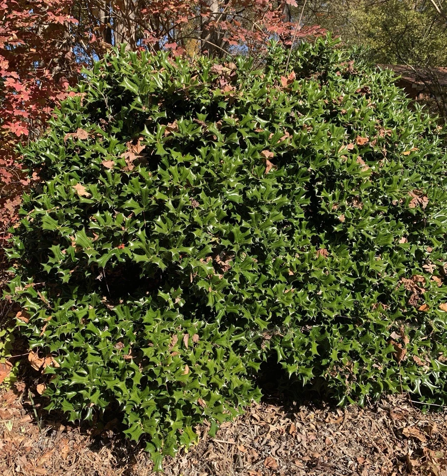 Chinese Holly Cuttings – 5 Unrooted Ilex cornuta Cuttings 6–8 Inches Long for Propagation