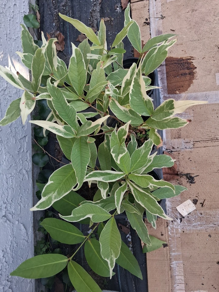 Variegated Malay Apple Tree Cutting – Syzygium malaccense Live Plant 16 Inch, One Year Old Tropical Fruit Tree