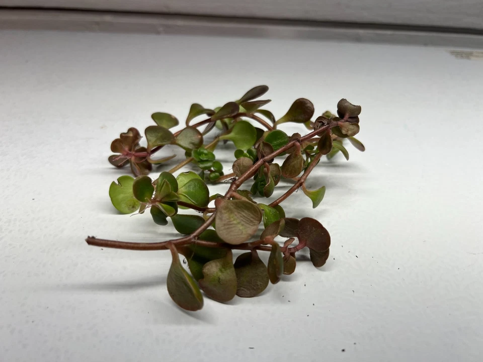 Coral Reef Stonecrop Sedum Cuttings – Lot of 5 Unrooted Succulent Stems for Propagation