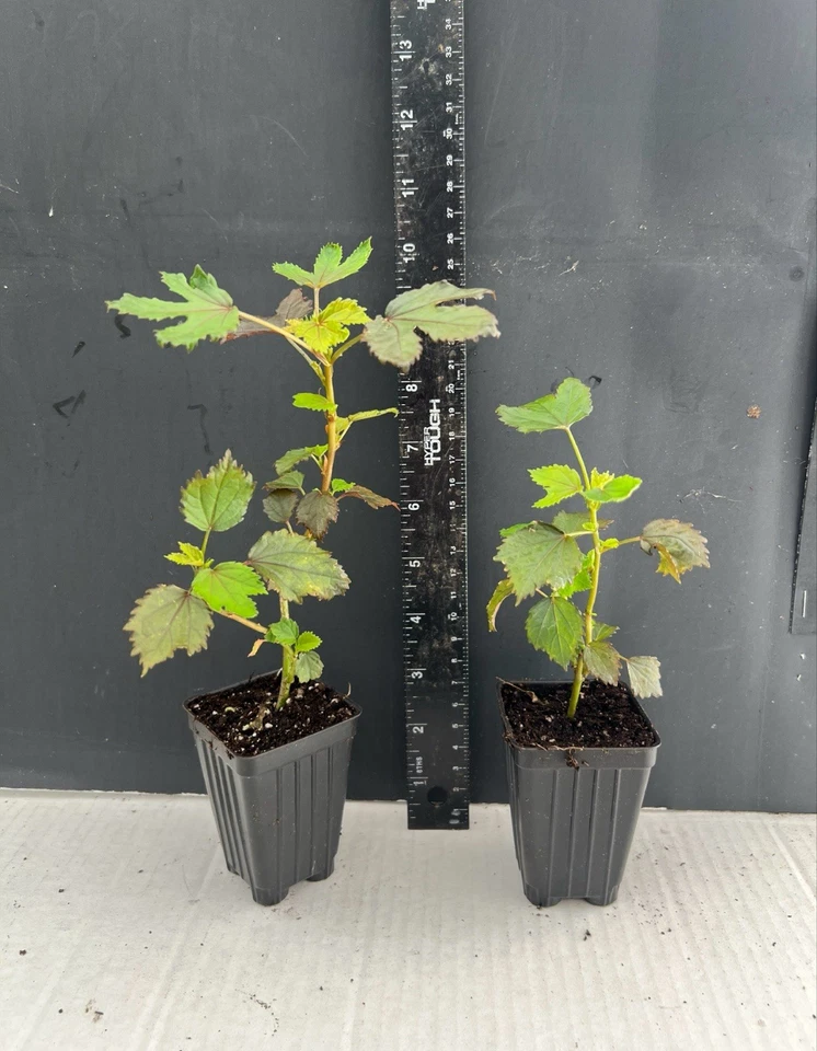 Mahogany Splendor Hardy Hibiscus Rooted Starter Plant – Red Leaf Hibiscus moscheutos Perennial Garden Plant