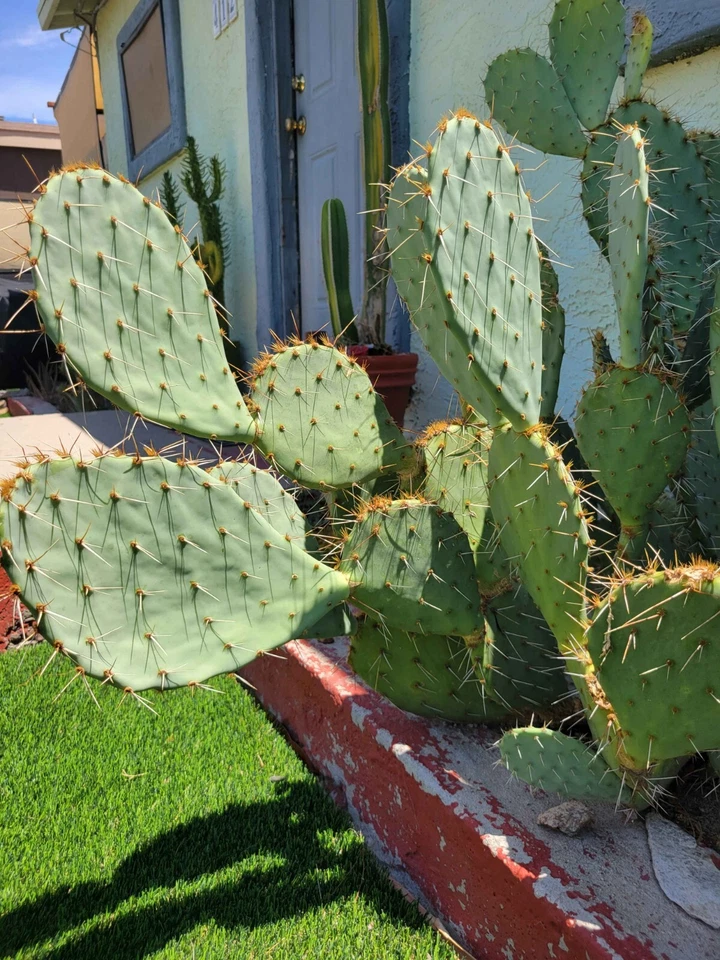Engelmann’s Prickly Pear Cactus Cutting – Live Opuntia Engelmannii Pad, Desert Cactus for Planting