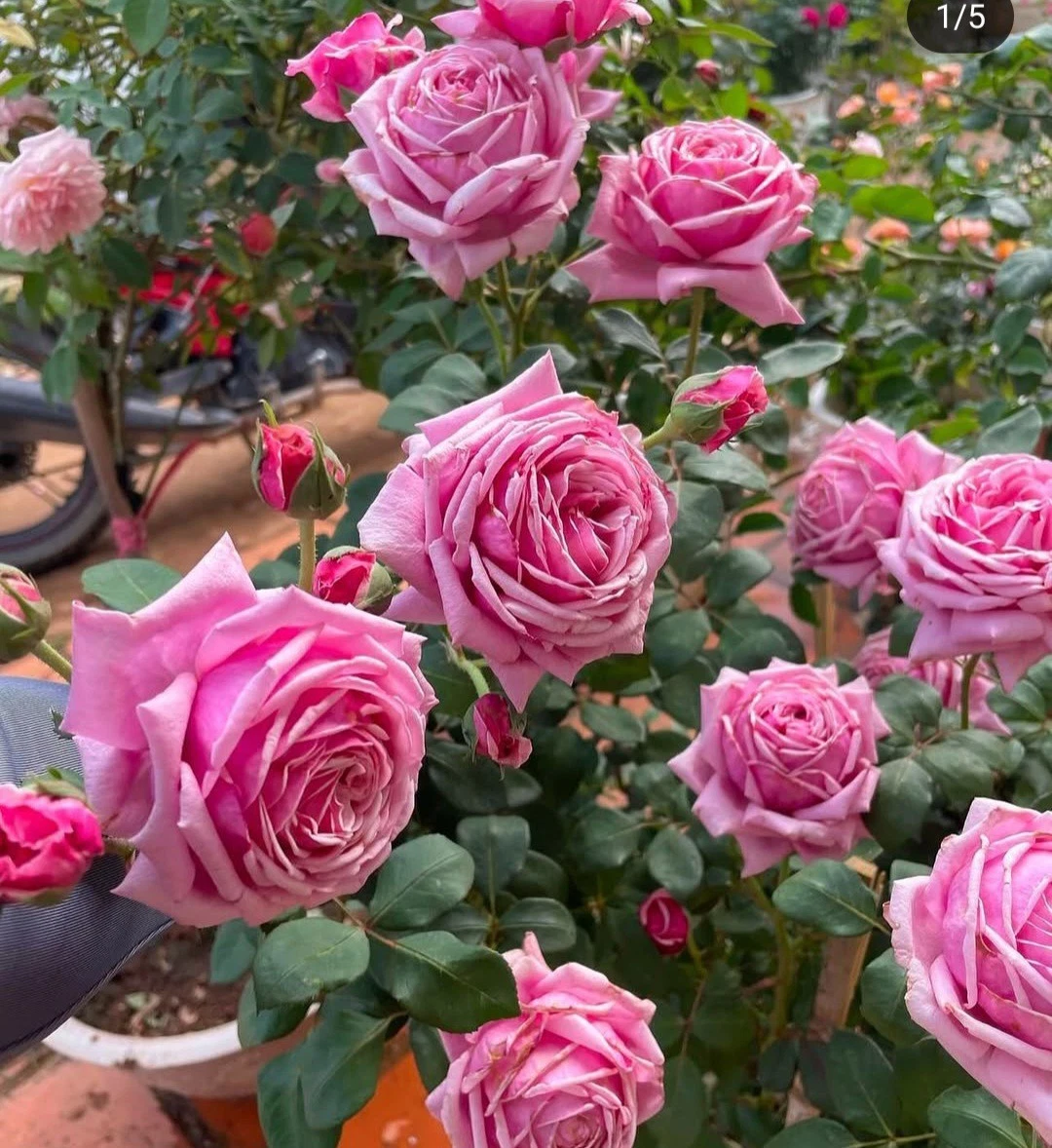 Pink Rose Cuttings – 3 Fresh Unrooted Rose Cuttings 5–8 Inches Long for Propagation