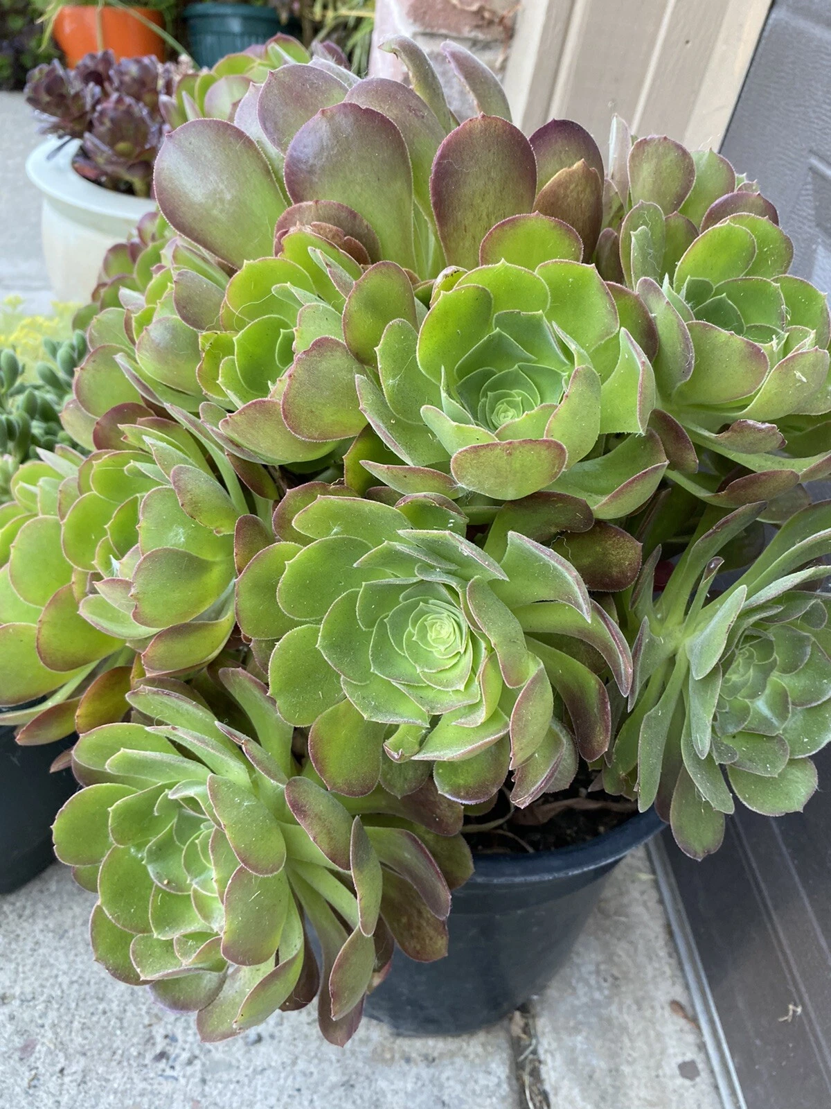 Aeonium Succulent Cuttings – 5 Piece Set, 3 Inch Wide Rosettes, Live Succulent Cuttings for Propagation