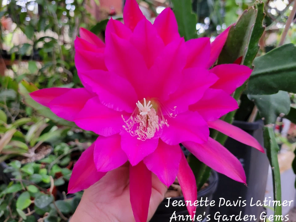 Epiphyllum Jeanette Davis Cuttings Orchid Cactus 8–10 Inch Unrooted Cuttings