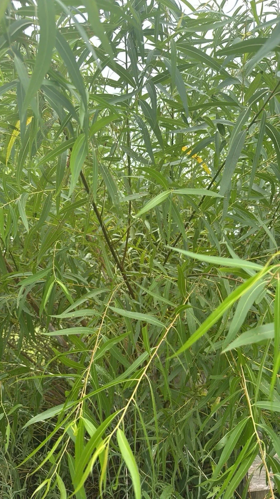 25 Black Willow Cuttings Salix Nigra Unrooted for Rooting Ornamental Tree Privacy Planting