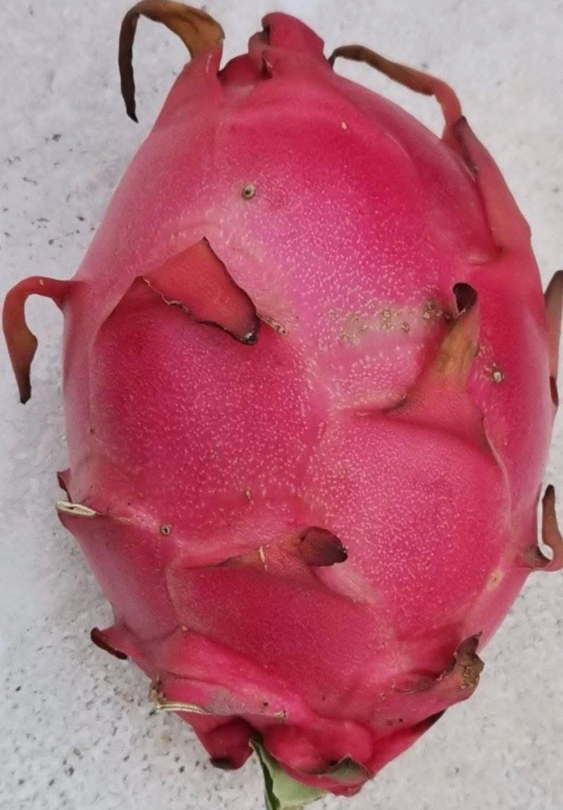 Red Dragon Fruit Cuttings – 3 Self Pollinating Live Cuttings, 8–12 Inch Pitaya Plant for Growing