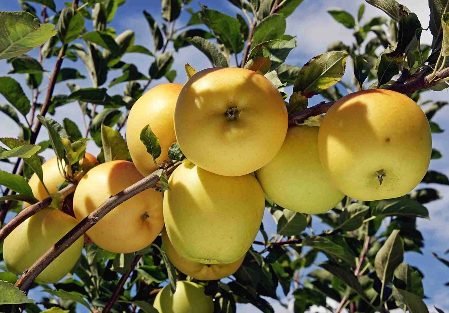 Apple Scion Wood Golden Delicious 10 Pack Fresh Unrooted Cuttings for Grafting Fruit Tree Propagation