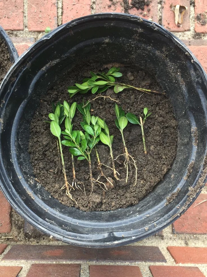 Japanese Boxwood Cuttings – Set of 12 Unrooted Cuttings, Buxus microphylla Hedge Shrub for Garden Propagation