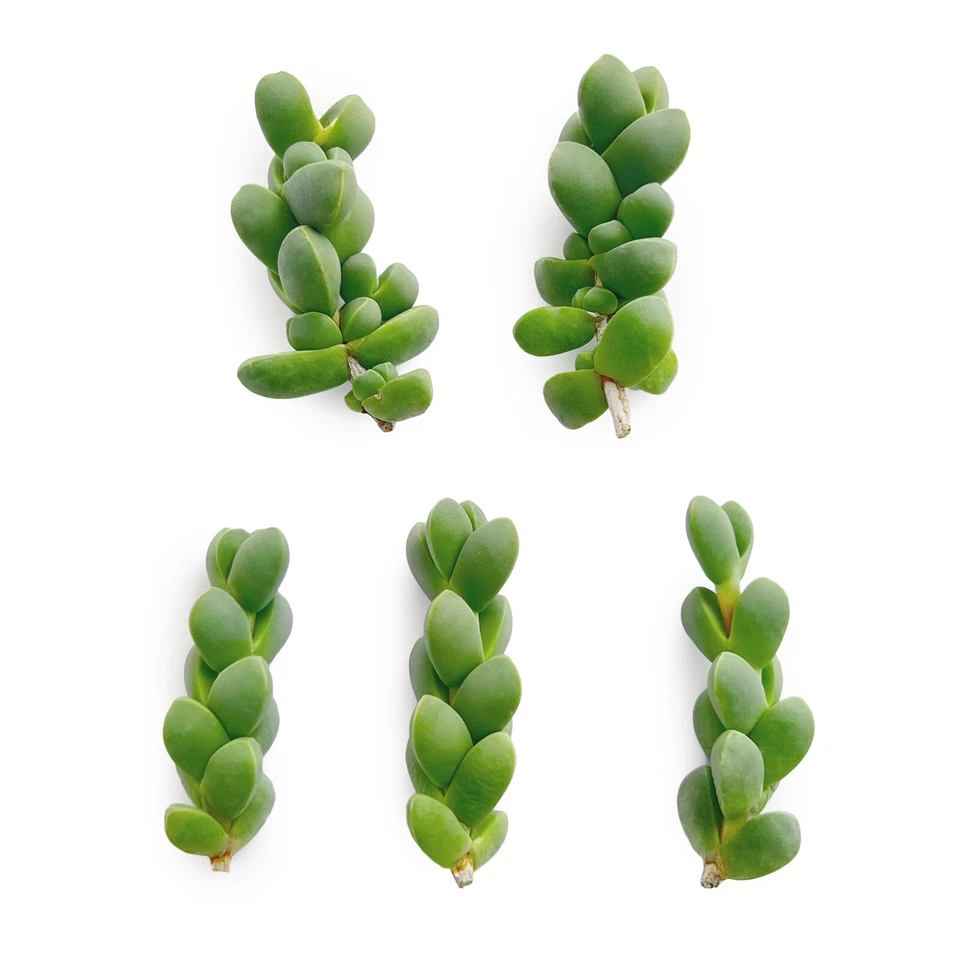 Corpuscularia Lehmannii Ice Plant Cuttings – 5 Fresh Astridia Velutina Brocade Succulent Cuttings for Planting