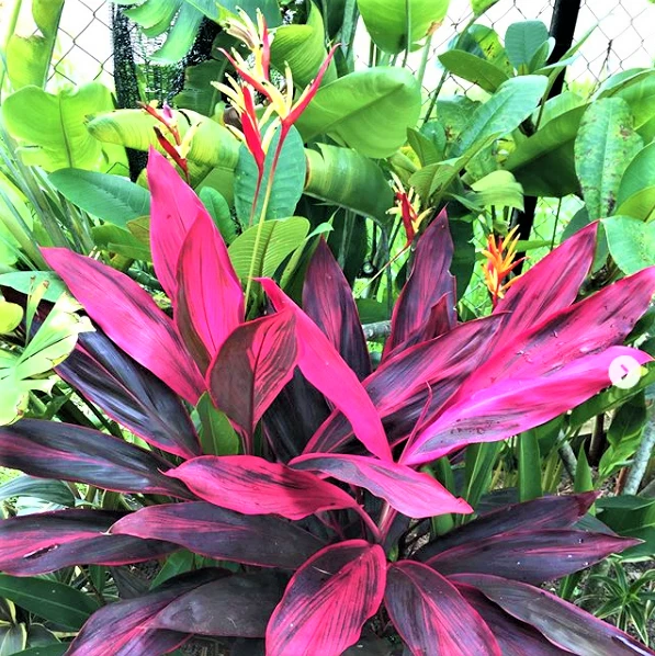 Cordyline Red Siam Ti Plant Cutting 8 Inch Plus Unrooted Tropical Starter