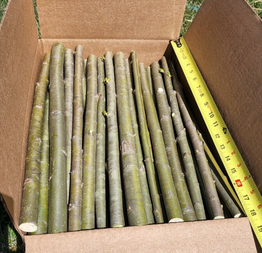 Austree Hybrid Willow Tree Cuttings – 15 Thick Live Willow Cuttings 18 Inch Long for Planting
